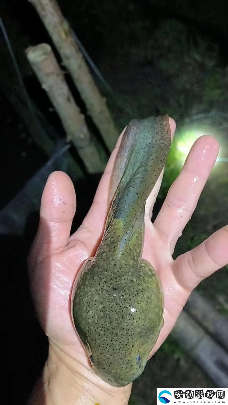 探索國(guó)產(chǎn)91精品秘?入口蝌蚪的魅力與潛能