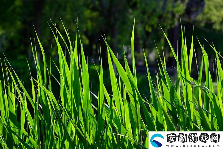 青青河邊草高清免費