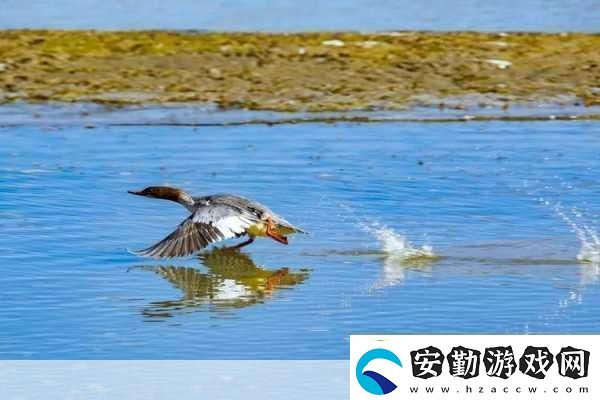 大地資源免費(fèi)視頻觀看