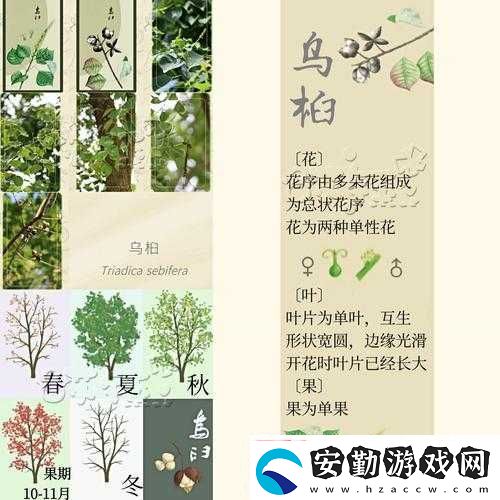 老農(nóng)種樹(shù)如何巧妙贈(zèng)送樹(shù)種子給鄰居