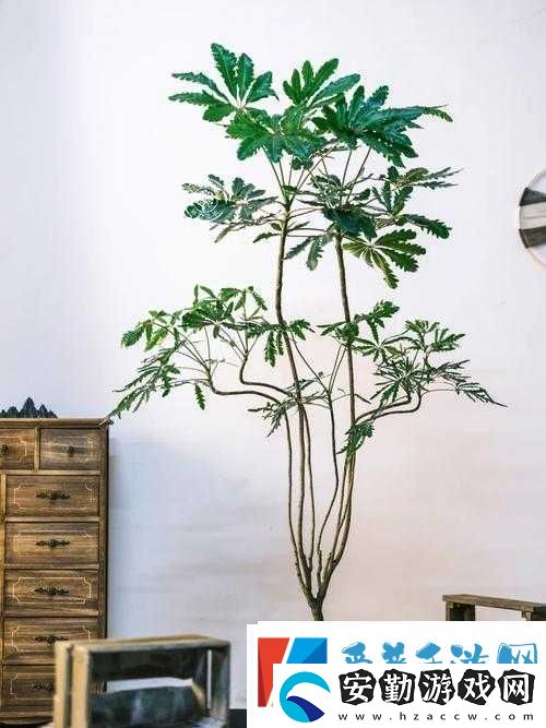 原神孔雀木獲取攻略揭秘！輕松拿到這朵絢麗精靈花