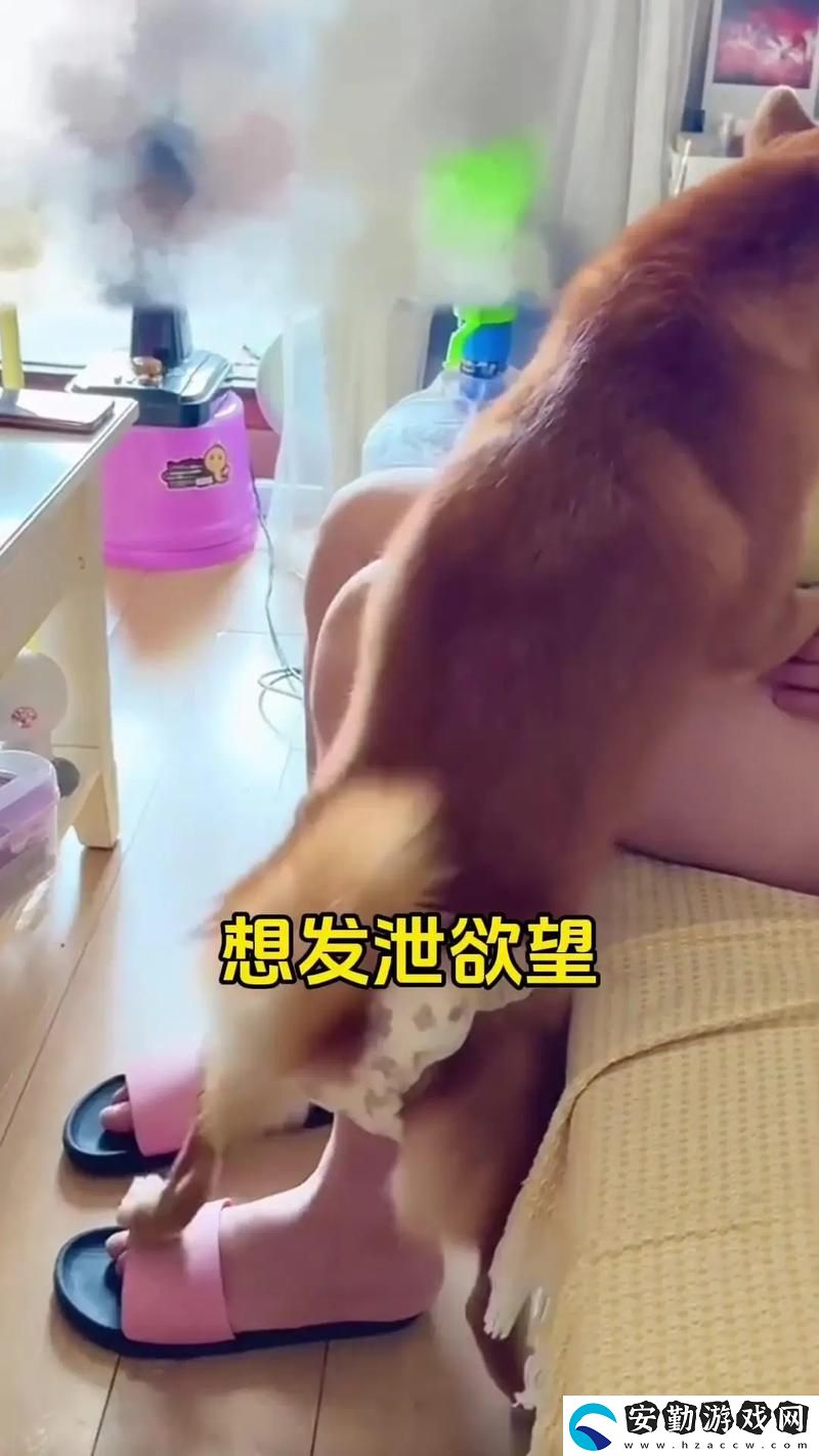 大狗鎖住女人狗的視頻大全
